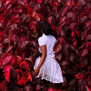 Collection How-To: By Medium - Photography