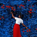 Collection Color Story: Royal Blue