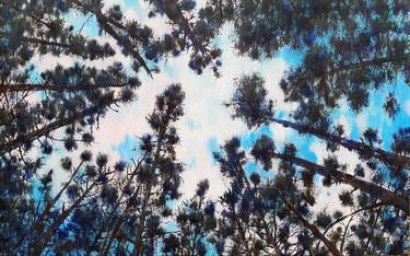 Sky through the pines 1 thumb
