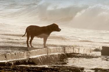Original Fine Art Dogs Photography by Martin von Creytz
