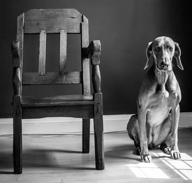 Original Expressionism Dogs Photography by Manuel Morquecho