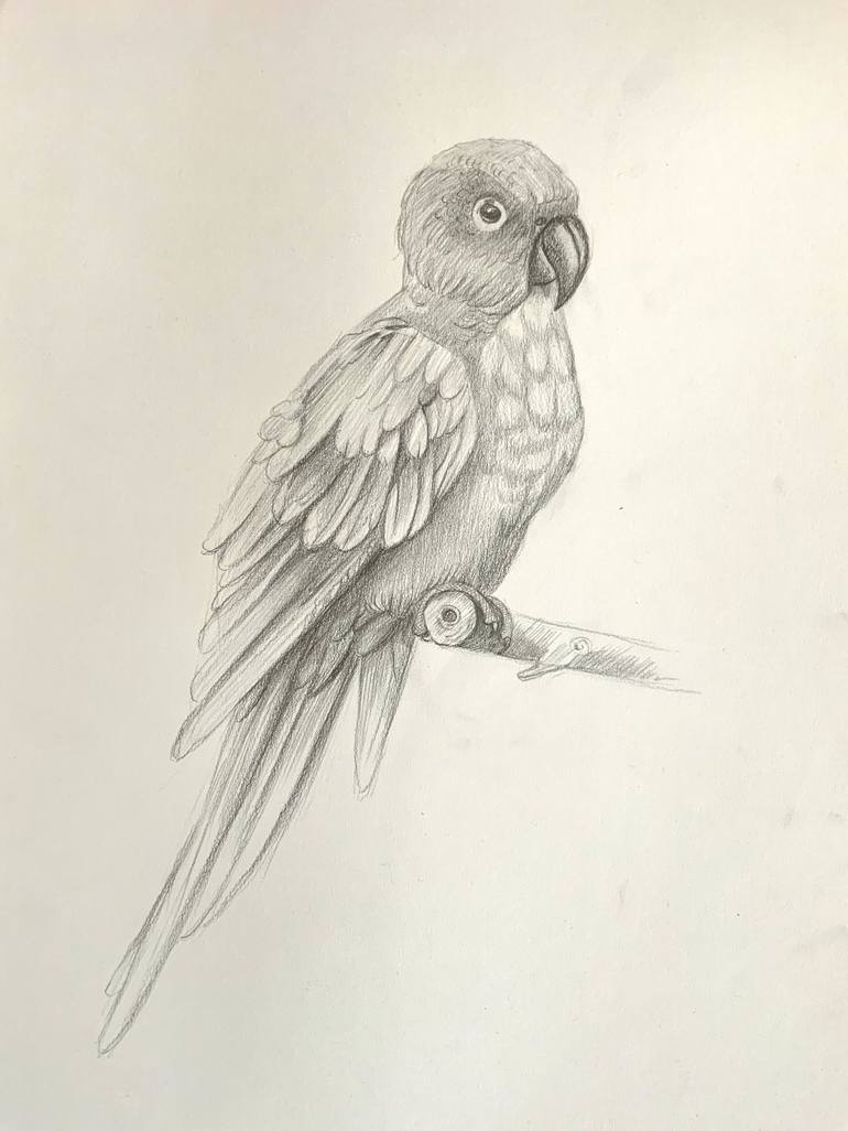 pencil drawings of parrots