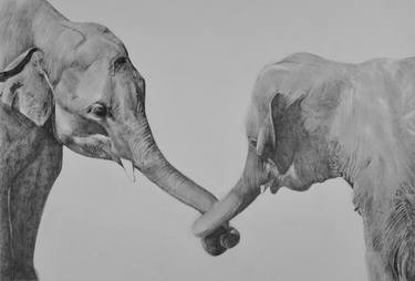 Elephants thumb
