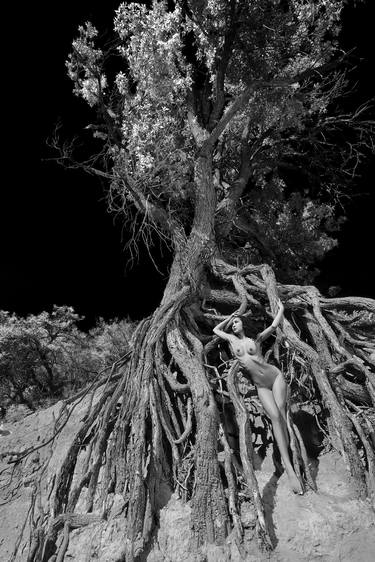 Exposed Roots 1168  - Limited Edition Canvas 1 of 5 thumb