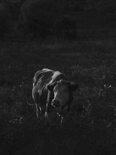 Print of Cows Photography by Ilona Myziuk