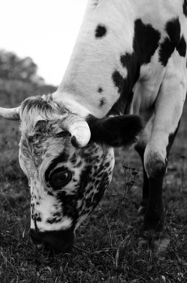 Black and white cow - Limited Edition of 10 thumb
