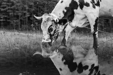 Print of Cows Photography by Ilona Myziuk