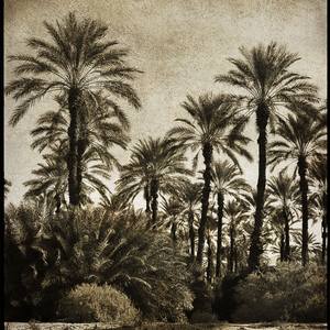 Collection Palm Grove of Sonoran Desert of Southern California
