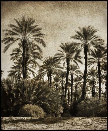 Palm Grove, Sonoran Desert of Southern California - I - Limited Edition of 12 thumb