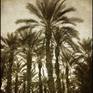 Collection Palm Grove of Sonoran Desert of Southern California