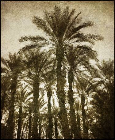 Palm Grove, Sonoran Desert of Southern California - III - Limited Edition of 12 thumb