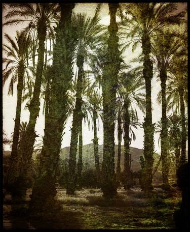 Palm Grove, Sonoran Desert of Southern California - V - Limited Edition of 12 thumb