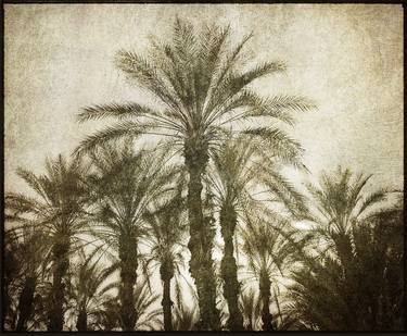 Palm Grove, Sonoran Desert of Southern California - VI - Limited Edition of 12 thumb