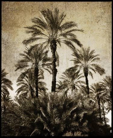 Palm Grove Sonoran Desert of Southern California -VII - Limited Edition of 12 thumb