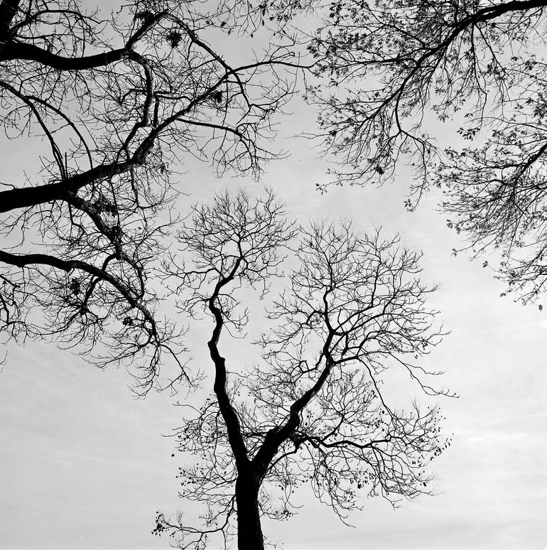 Cathedral Of Trees Photography By Jack Carden Saatchi Art 7232