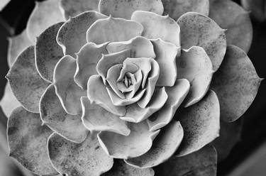 Original Fine Art Botanic Photography by Jack Carden