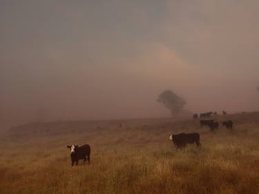 Print of Cows Photography by Edwin Datoc