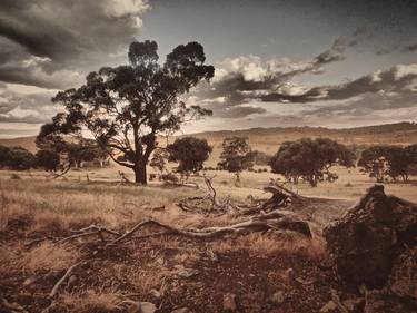 Emu Swamp, Australia - Limited Edition 3 of 10 thumb