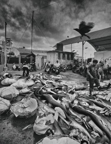 Original Documentary Fish Photography by Edwin Datoc
