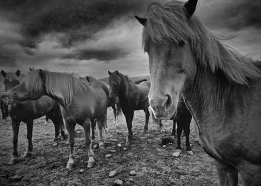 Icelandic Horses, Iceland - Limited Edition 1 of 9 thumb