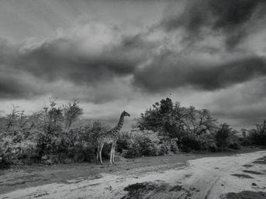 Lone Giraffe, South Africa  - Limited Edition 1 of 9 thumb