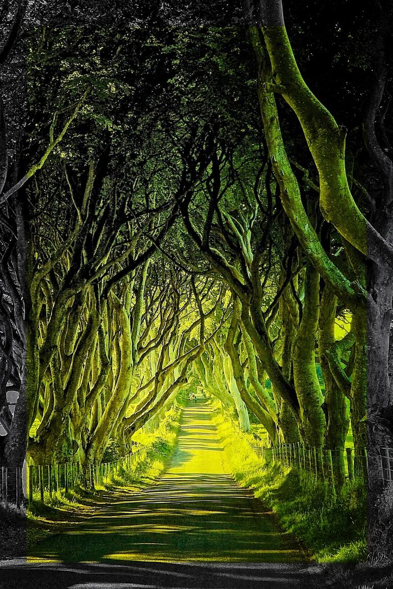 The Dark Hedges Ireland Limited Edition 1 Of 25 Photography By John Fitzgerald Owens Saatchi Art