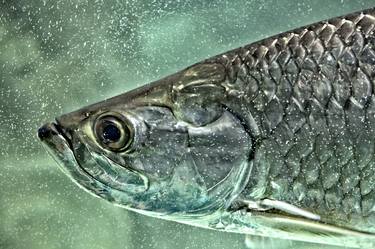 Green SILVERY fish - Limited Edition 1 of 25 thumb