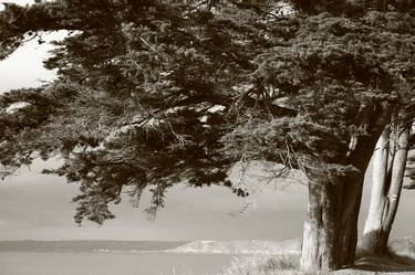 Print of Figurative Tree Photography by Isabelle Duret