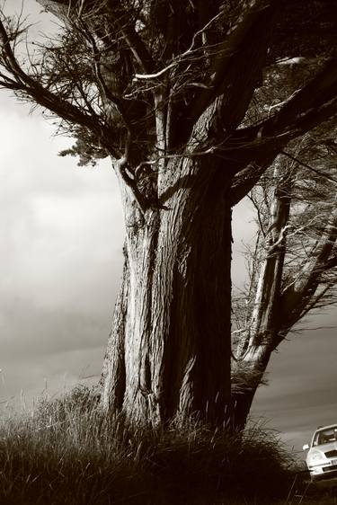 Original Figurative Tree Photography by Isabelle Duret