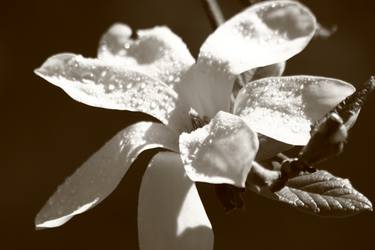 Original Figurative Floral Photography by Isabelle Duret