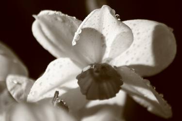 Narcissus against the lignt thumb