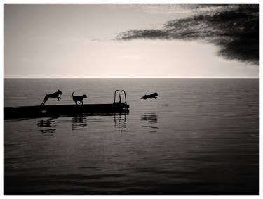 Original Black & White Dogs Photography by Andreas Kindler