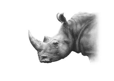 Print of Fine Art Animal Drawings by Sue Tatham