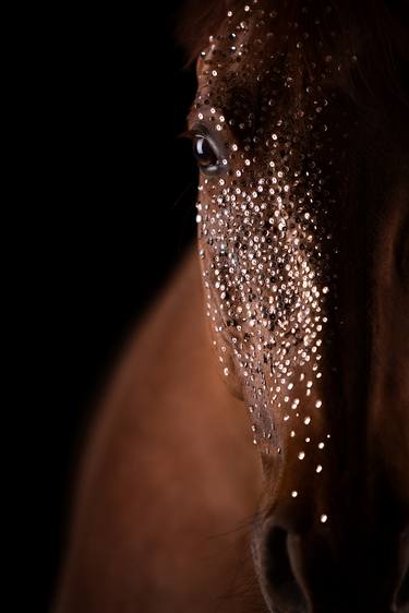 Print of Fine Art Horse Photography by Diana Wahl