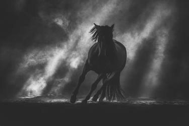Print of Horse Photography by Diana Wahl