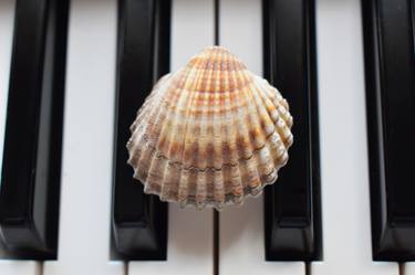 Seashell Dreams On The Piano - Limited Edition of 30 thumb