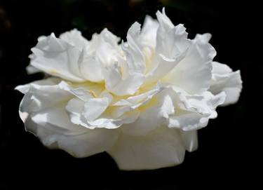 A Life Of One English Rose II - Limited Edition of 30 thumb