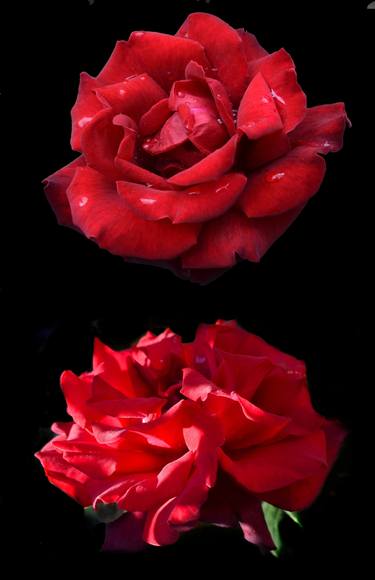 Original Figurative Floral Photography by Leonida Arte