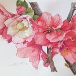 Blossom by Jaca Sokolovic-Begic