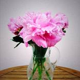 Pink Roses on Wood Table by Markus Leiste
