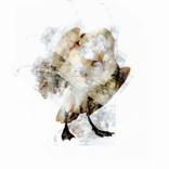 Collection Animals, Birds and Nature