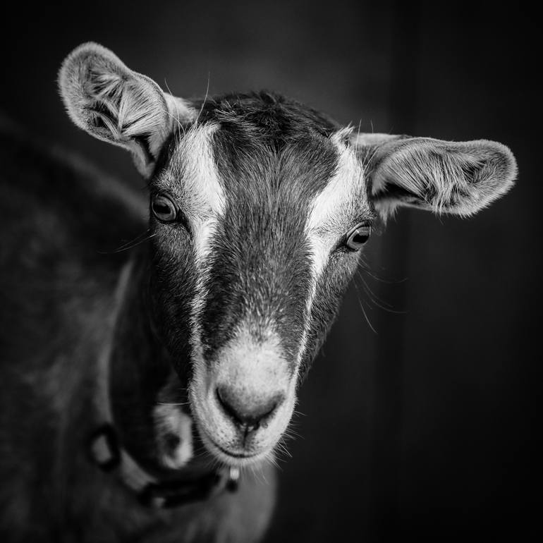 goat black and white