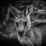 Collection Black and White Animal Portraits 