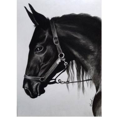 Print of Realism Horse Drawings by Bhavesh Joshi
