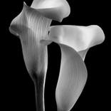 Flower #22 by Oleh Malov