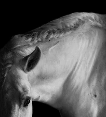 black and white horse - Limited Edition of 20 thumb