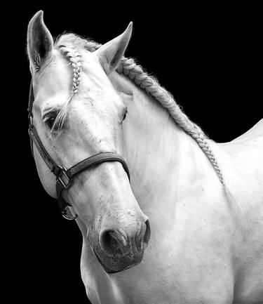 black and white horse 2 - Limited Edition of 20 thumb