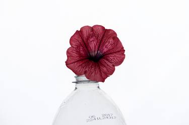 red flower - Limited Edition of 10 thumb
