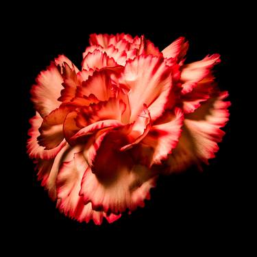 Print of Fine Art Botanic Photography by Gustavo Zardo