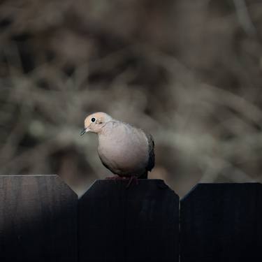 Mourning dove thumb